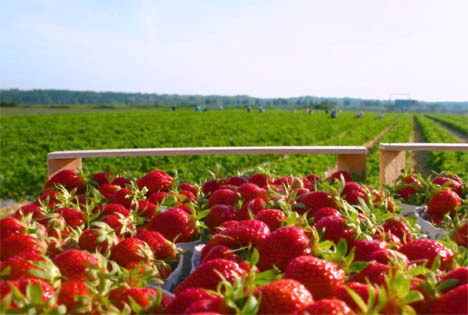 ErdbeerSaison Zum Muttertag erste Erdbeeren ‹ Fruchtportal